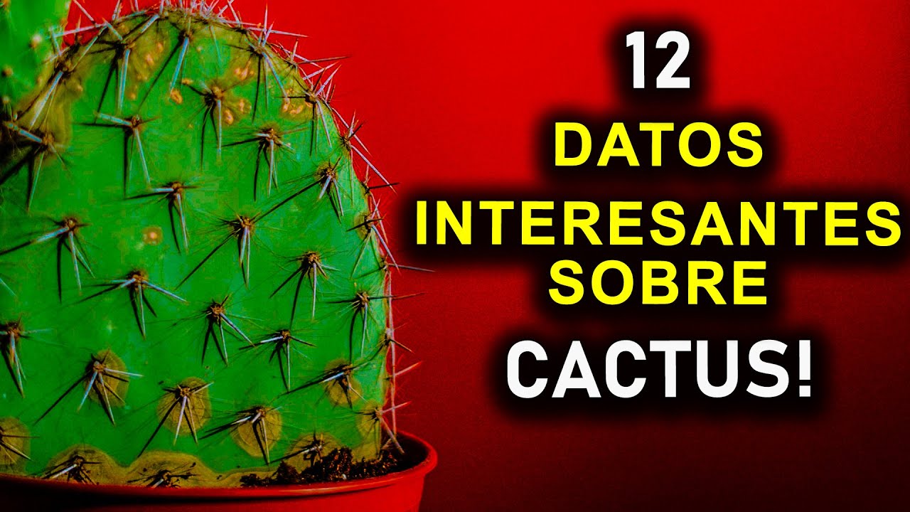 12 DATOS INTERESANTES SOBRE CACTUS!