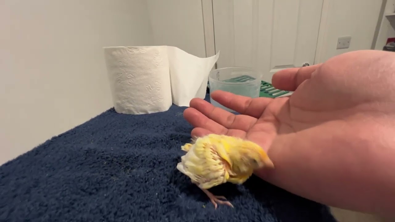 Baby Canary’s First Stand 🐣💛 So Tame & Sweet 