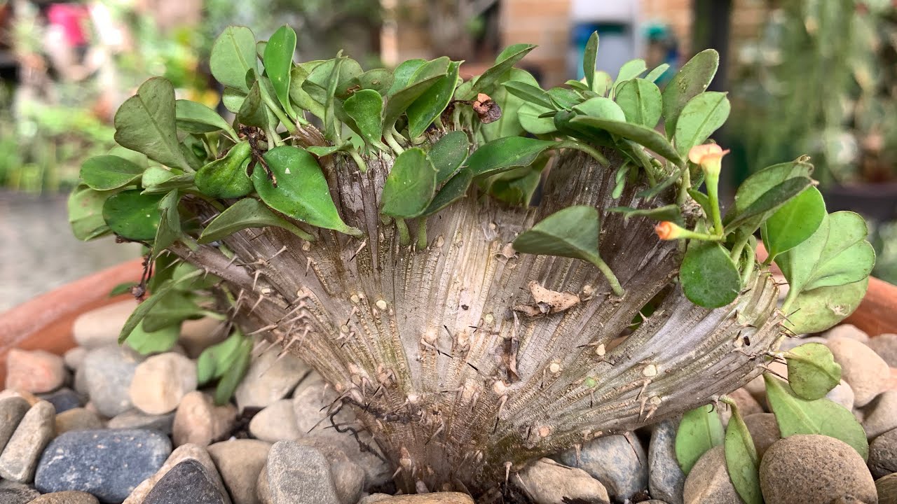 Euphorbia Milii Propagation