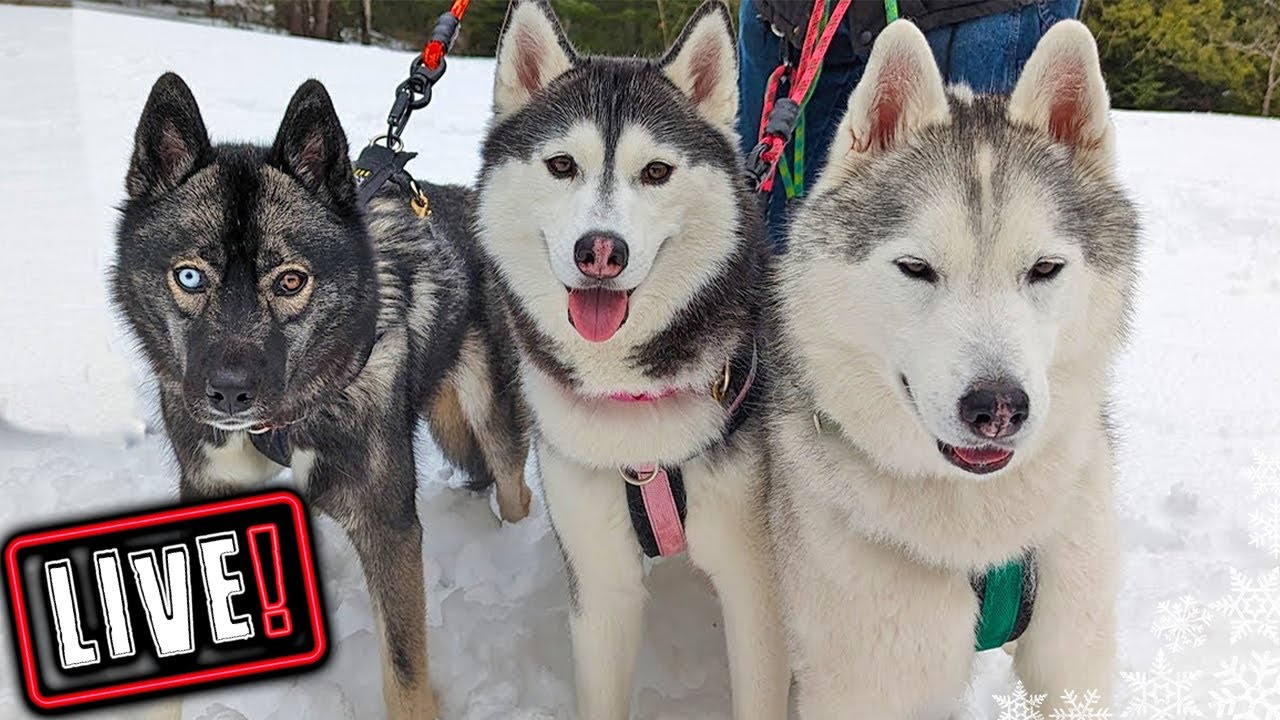 Husky Hangout LIVE 🔴 LIVE Q & A With our Siberian Huskies!