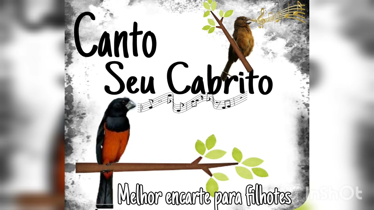 Canto seu cabrito Top para encarte de filhotes 🎼🎼🎼🐦🐦