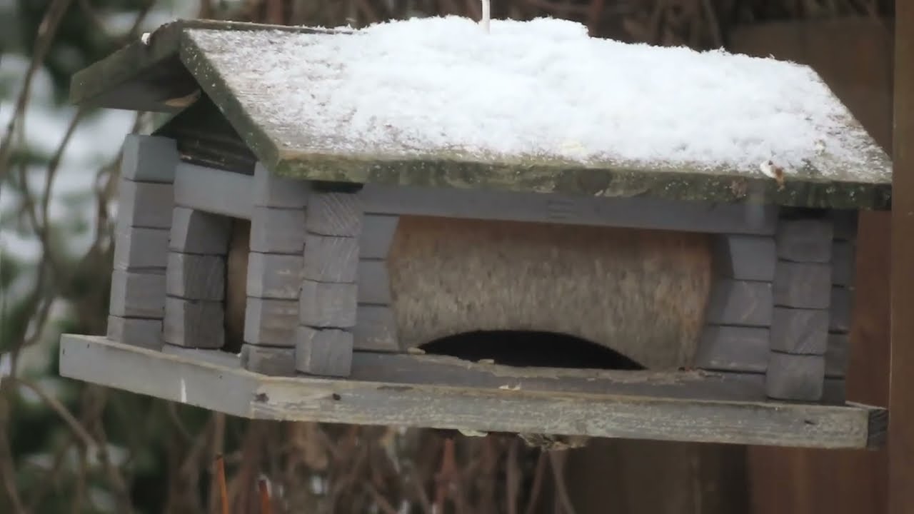 Siivouspäivän lintulaudan elämää 5.2.26