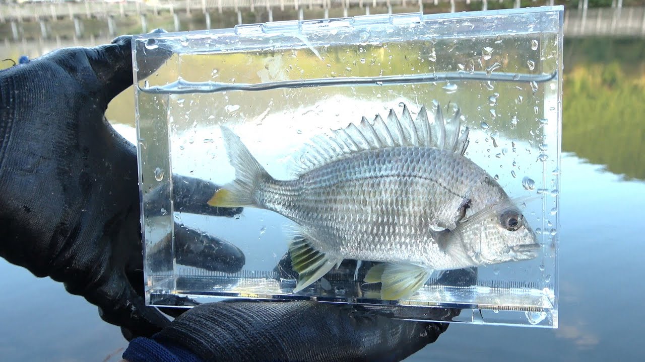池に迷い込んだ海の魚を獲って食べる