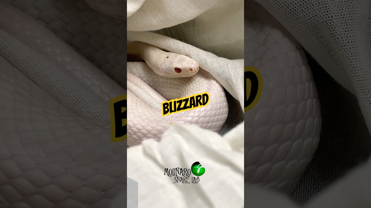 Beautiful Blizzard! #molinarosnakelab #cornsnake #blizzard #pets #snakepet #witchy #whitesnake #diy