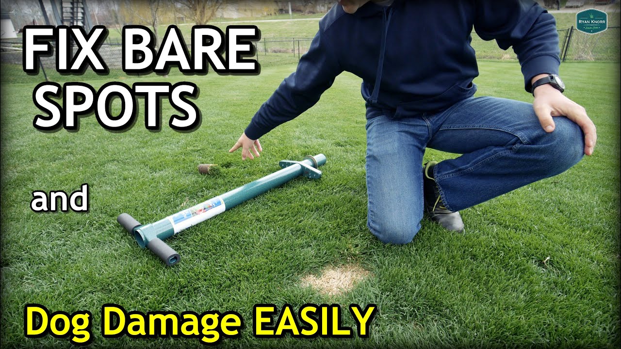 Easy Ways to REPAIR DOG DAMAGE and BARE SPOTS In The Lawn