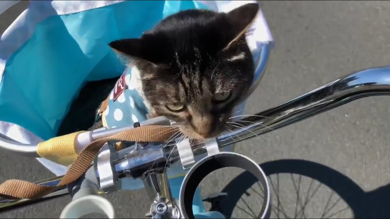 Training My Cats To Ride In My Bike Basket!
