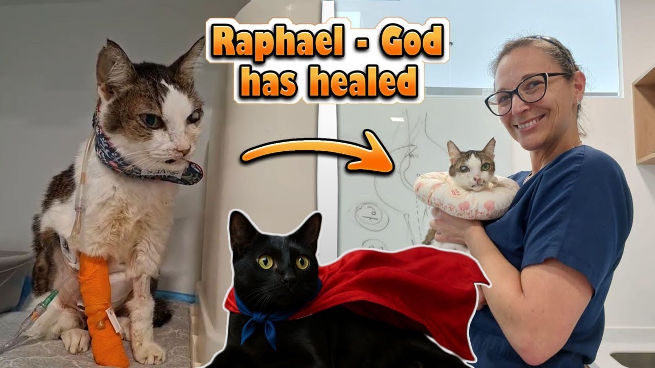 🐈&zwj;⬛ My Black Cat Saved Another Cat&rsquo;s Life | 🩸Feline Blood Donor Testimony 🐾