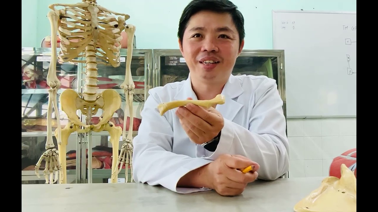 Giải phẫu Xương Đòn: Cầu nối quan trọng giữa trục và chi.