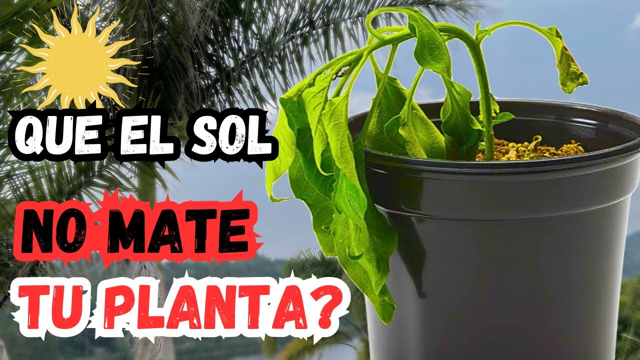 Haz ESTO si el Sol EXTREMO esta MATANDO  tus Plantas || Huerto Citadino