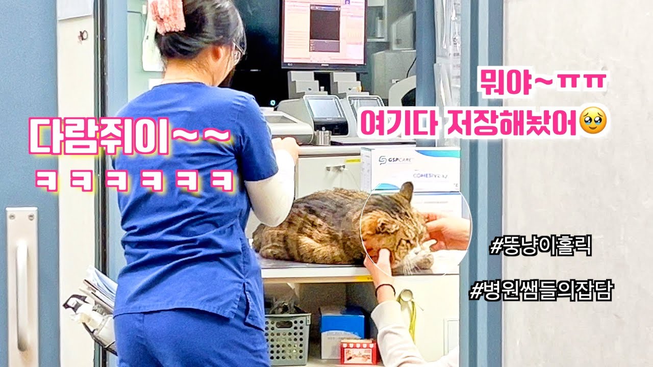 뚱냥이 앞에서 터진 병원쌤들의 잡담ㅋㅋㅋㅋ