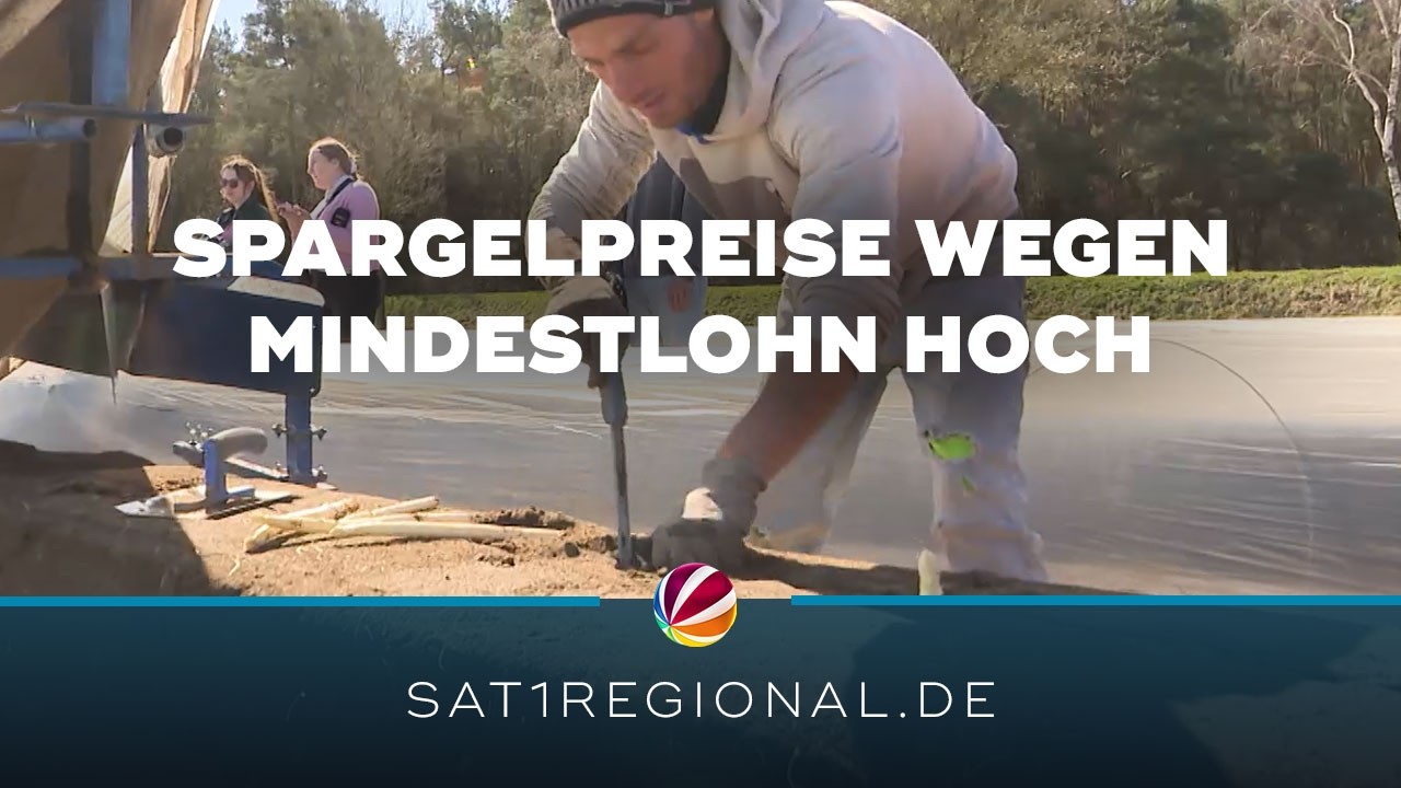 Spargelernte: Mindestlohn f&uuml;r Erntehelfer treibt Preise in die H&ouml;he