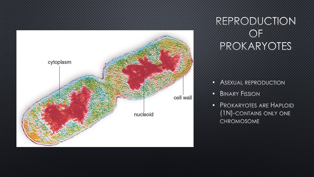Prokaryotes:Bacteria and Archaea