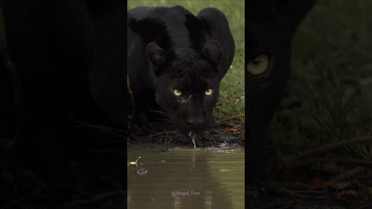 Why is Black Panther so special? #shorts