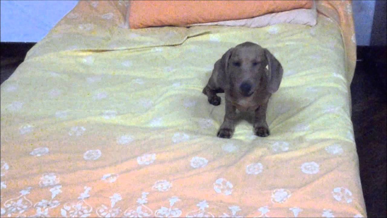 NAPOLEONE CHA ABBAIA 4 MESI