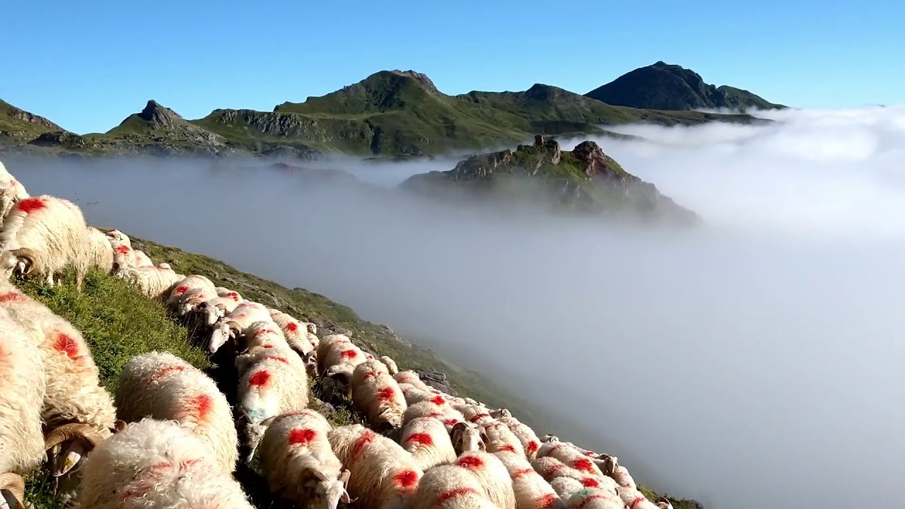 Shepherds at high altitude. French Pyrenees.   www.karinanema.com