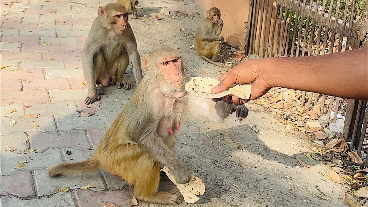 वानर सेवा , श्री धाम वृंदावन 🐒🙏🚩