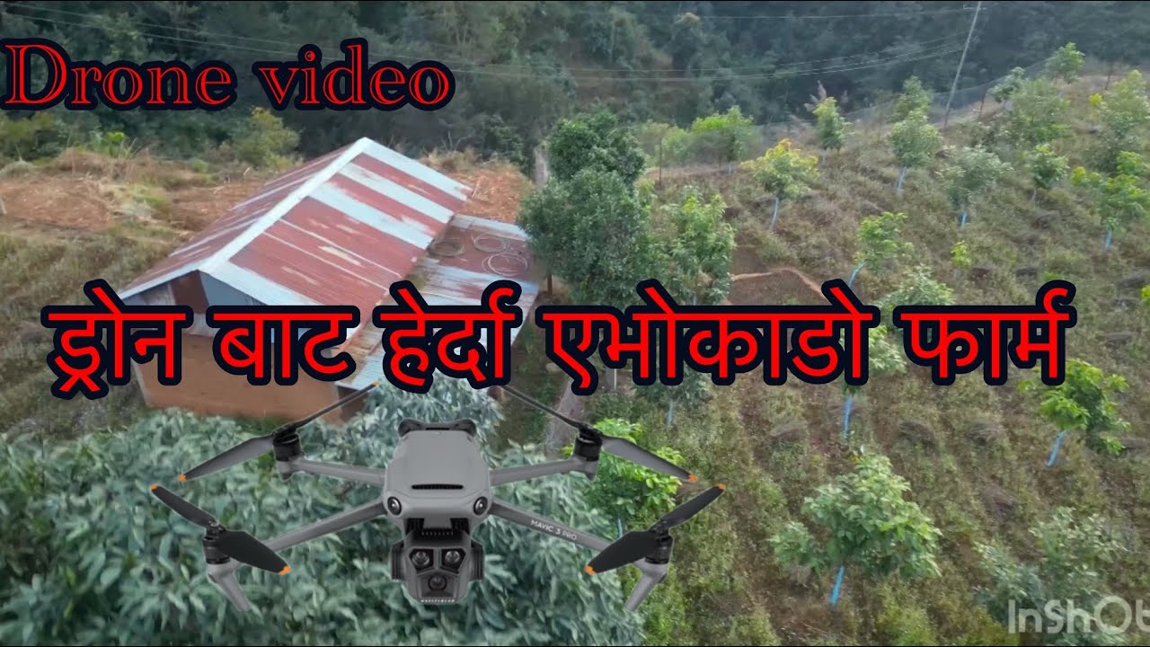 Avocado Farming in Sindhupalchok 🌱 | Drone View After Sesame Cutting | Dry Season Care