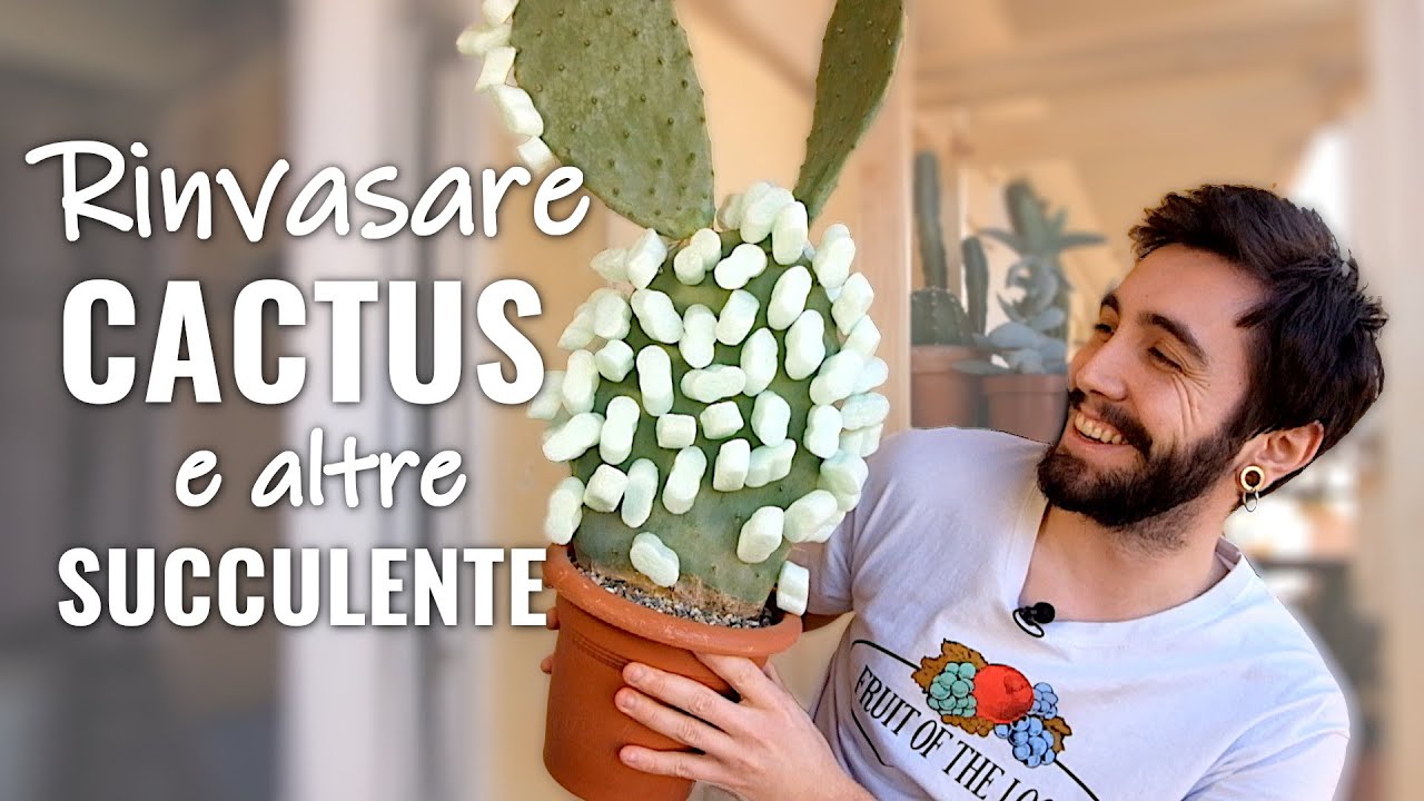 Rinvasare Cactus e altre Succulente | Substrati + Consigli