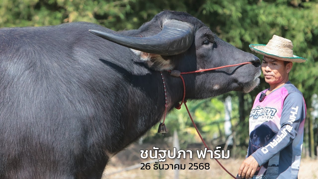 แม่พันธุ์สูง 160 ราคาหลักแสน ยังแพงอยู่ไหม??  ชนัฐปภา ฟาร์ม เปิดราคาควาย อัปเดทล่าสุด 