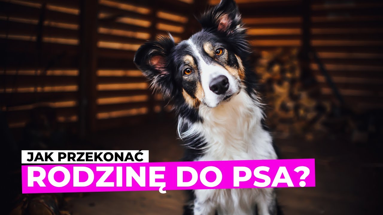 Jak przekonać rodzinę do psa?