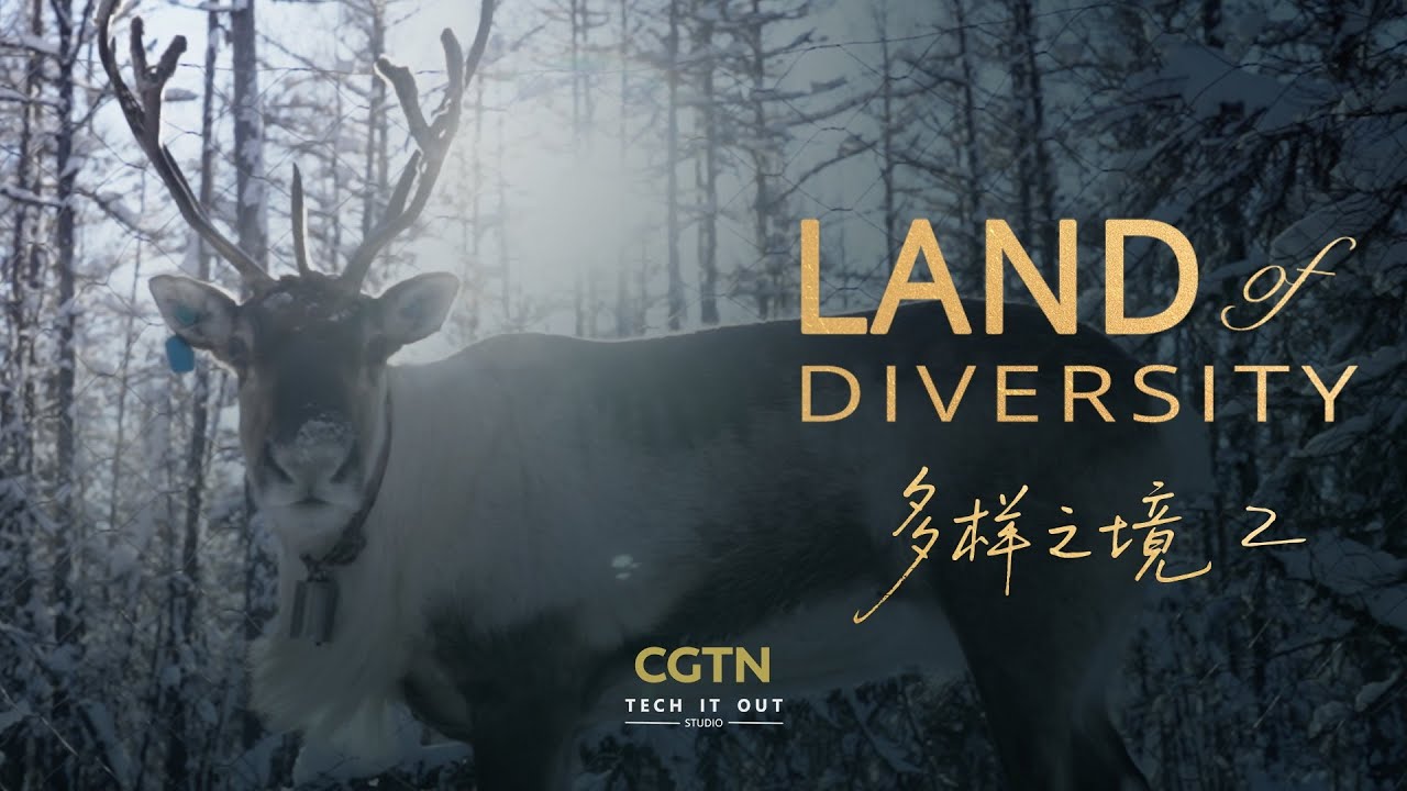 A frozen tale: The Evenki and their reindeer
