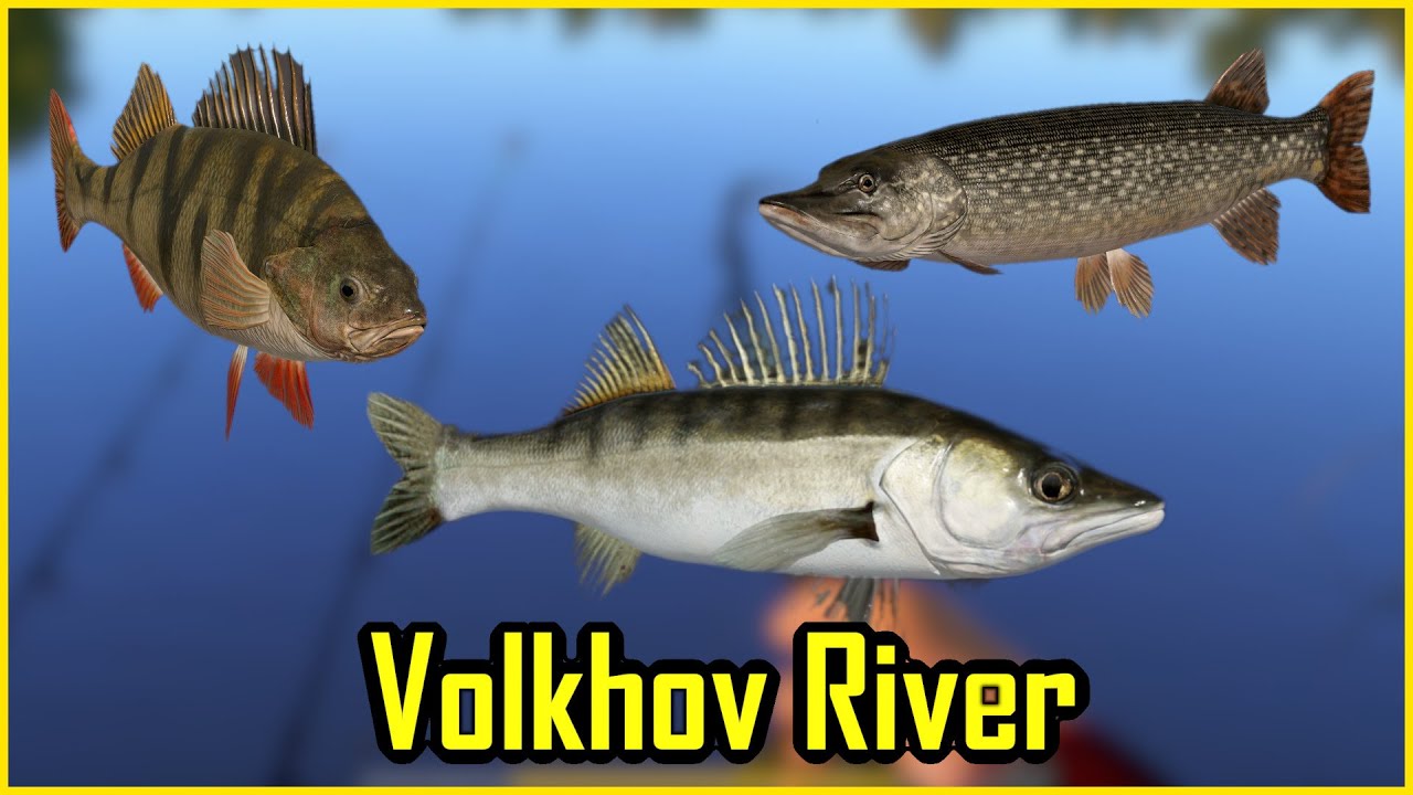 Zander Pike Perch Volkhov Rzeka Wołchow | Russian Fishing 4 RF4 SPOT #50 #mjplay