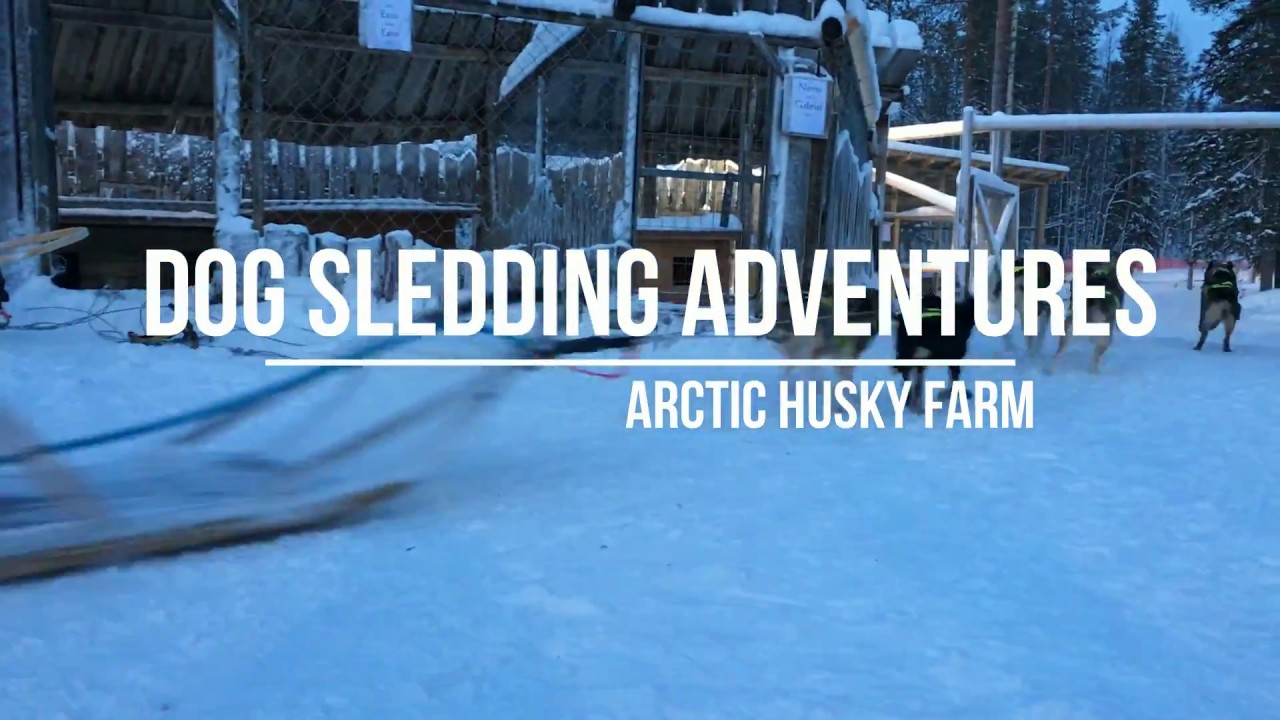 Dog sledding in Pyhä-Luosto