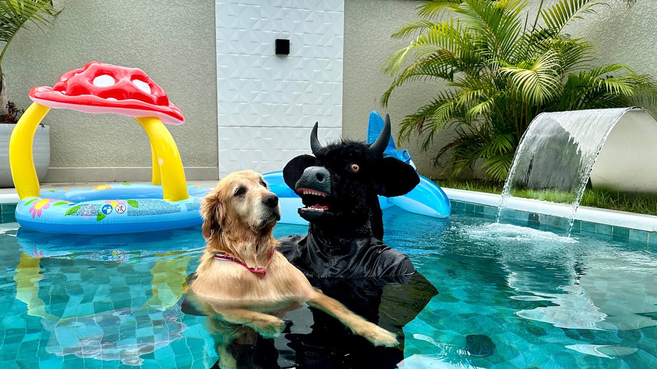 BOI DA CARA PRETA JOGOU A PANDORA NA PISCINA ★ FAMÍLIA MASUDINHA ★