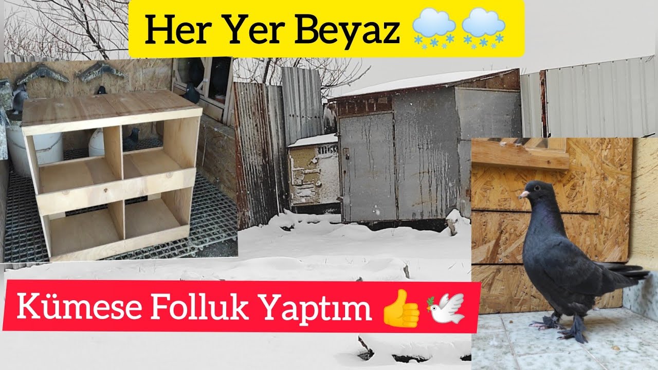 SOĞUK KAR DEMEDEN KÜMESE FOLLUK YAPTIM - Güvercinlerimizin son durumu