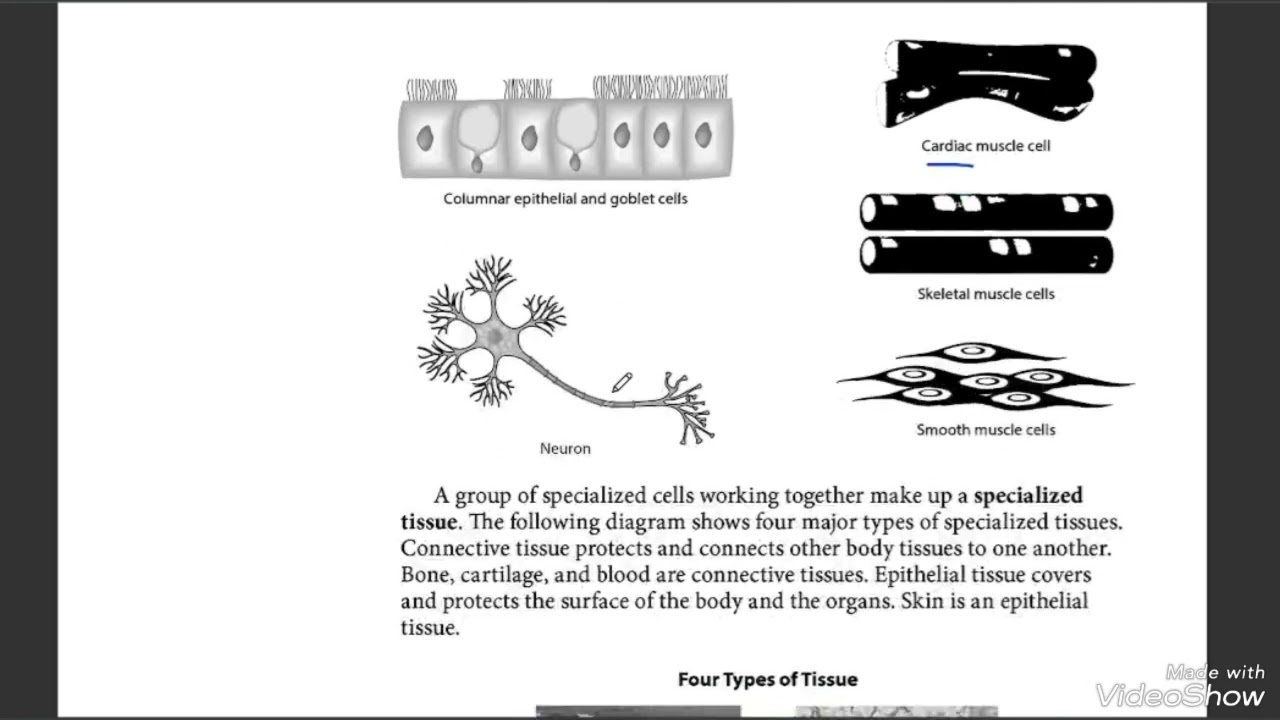 MC Grawhill, GEDScience, Ch-1 Structures and Functions of Life ,Ex-1