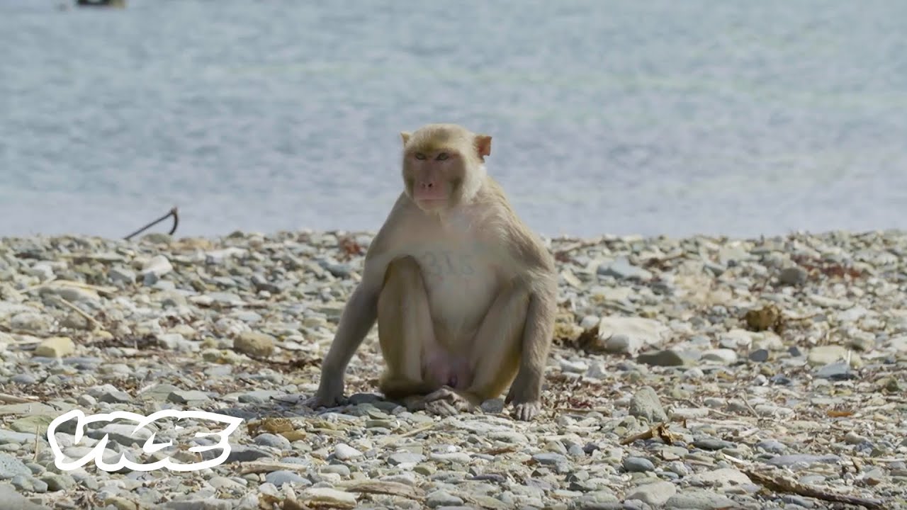 Monkey Island: Test Ground for Human Cognition