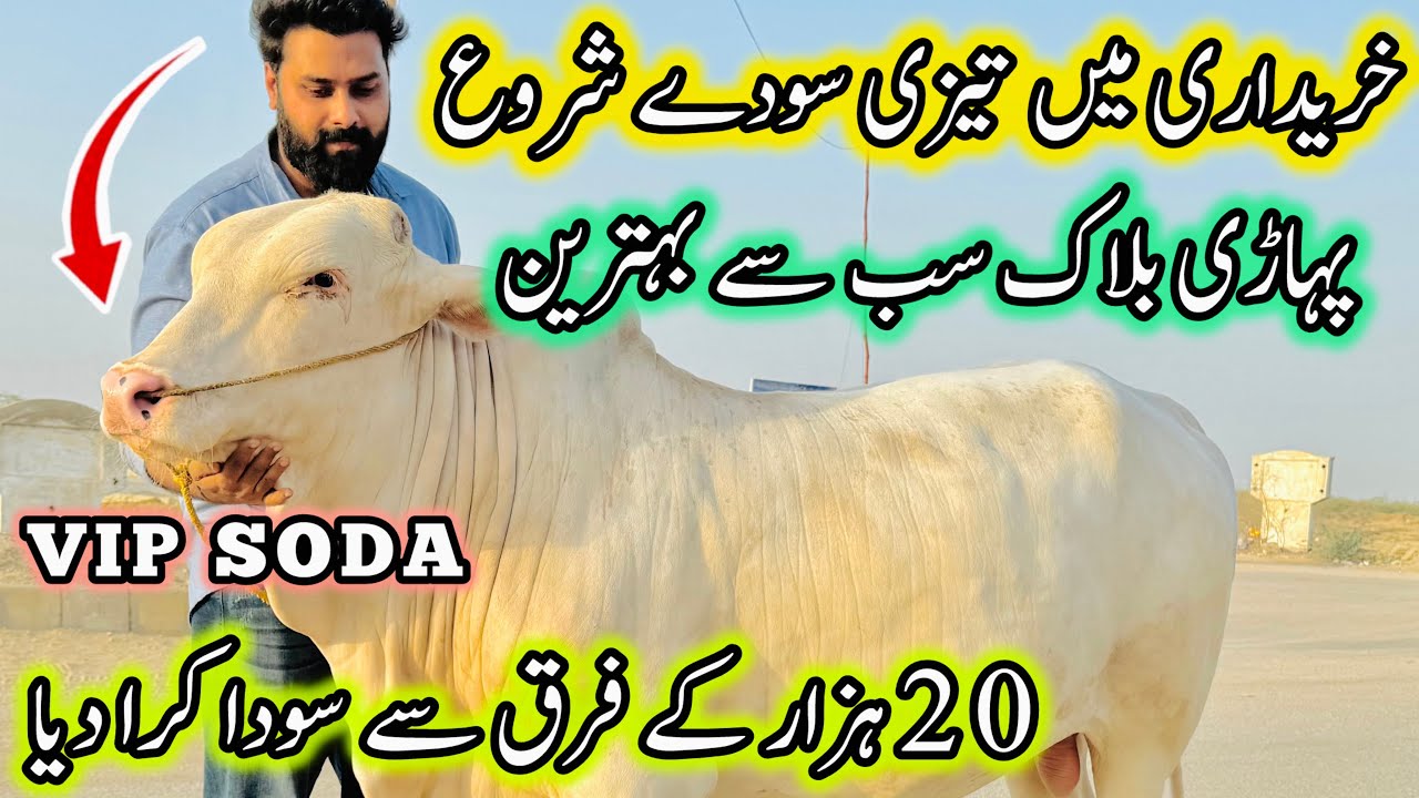 Northern Bypass Mandi Rates & Bargaining | Cow Mandi 2025 | Bakra Eid Season 2025