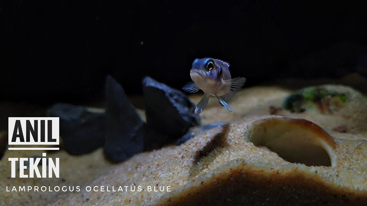 Lamprologus Ocellatus Blue
