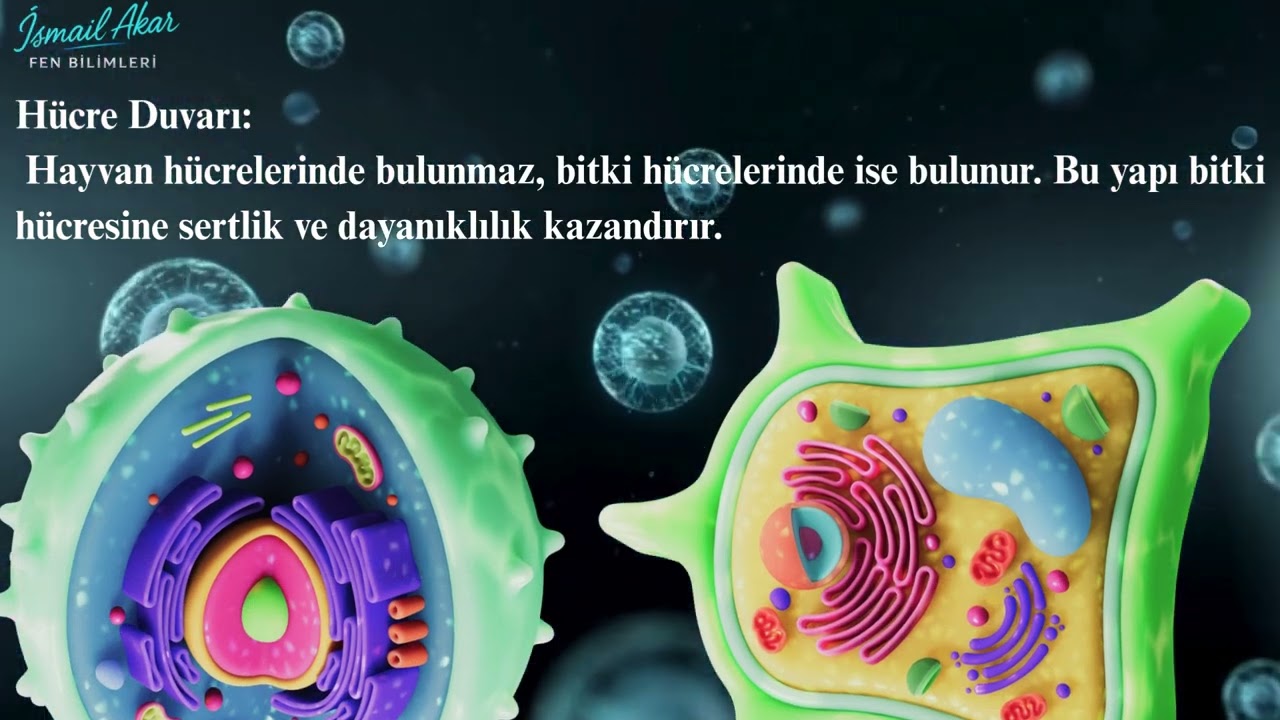 hayvan ve bitki h&uuml;creleri arasındaki farklar