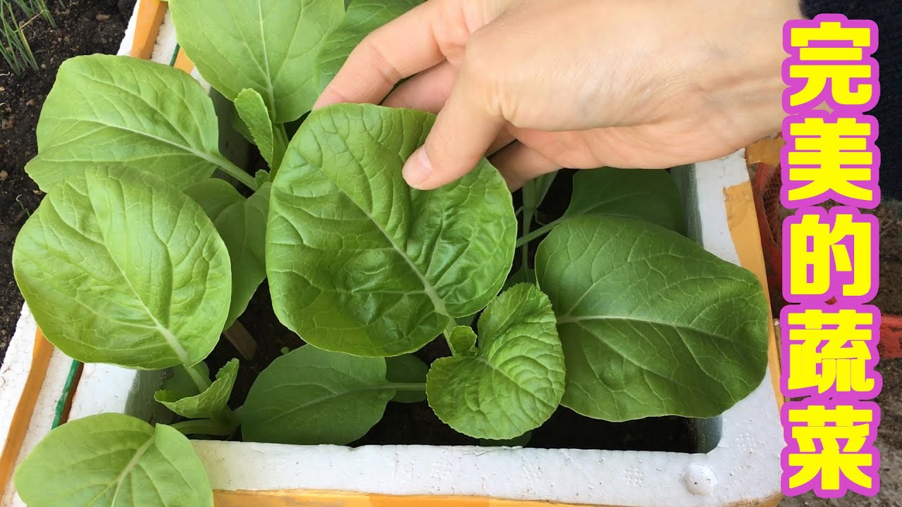 阳台种菜老长不好？小姐姐教你记住这4点，菜长得比买的还漂亮
