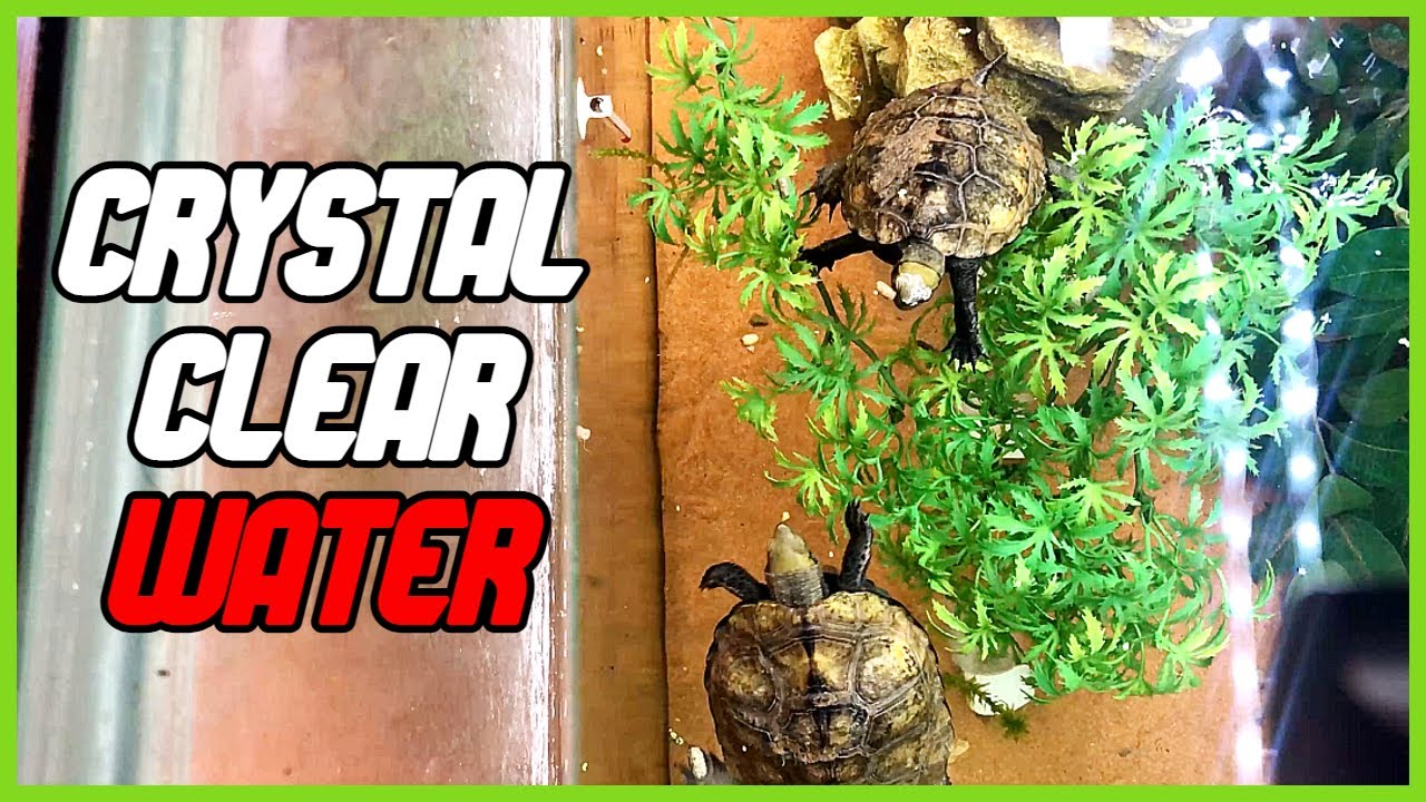 How to Keep turtle water Clean