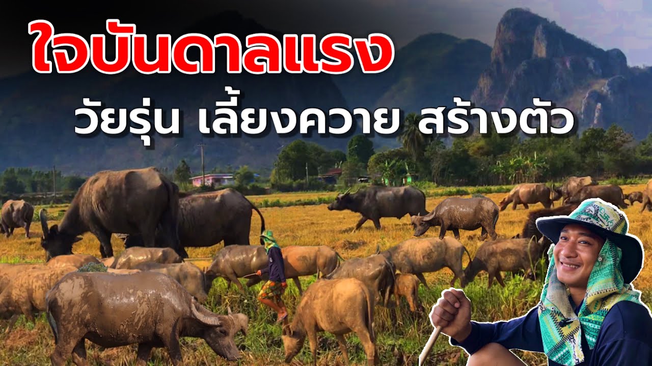 ใจบันดาลแรง วัยรุ่นเลี้ยงควายสร้างตัว | น้องตาล เขาถ้ำพระ ต.เนินศาลา อ.โกรกพระ จ.นครสวรรค์