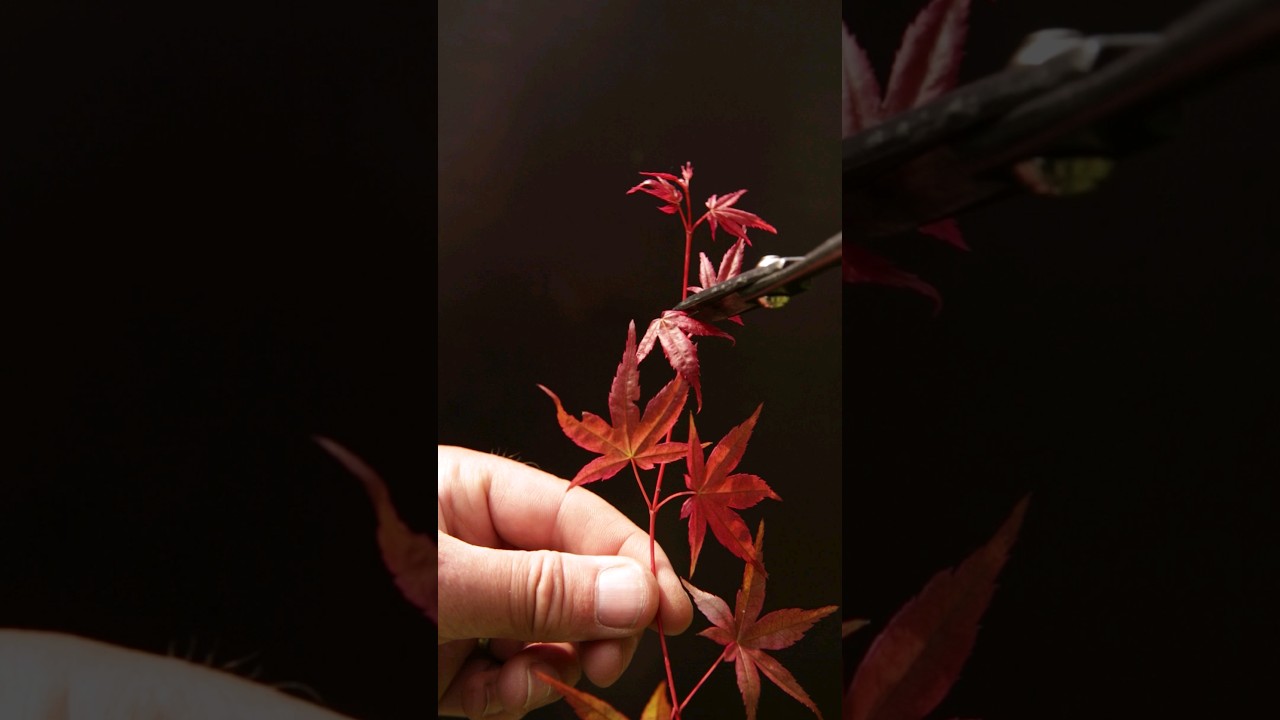 Rooting Japanese Maple Cuttings