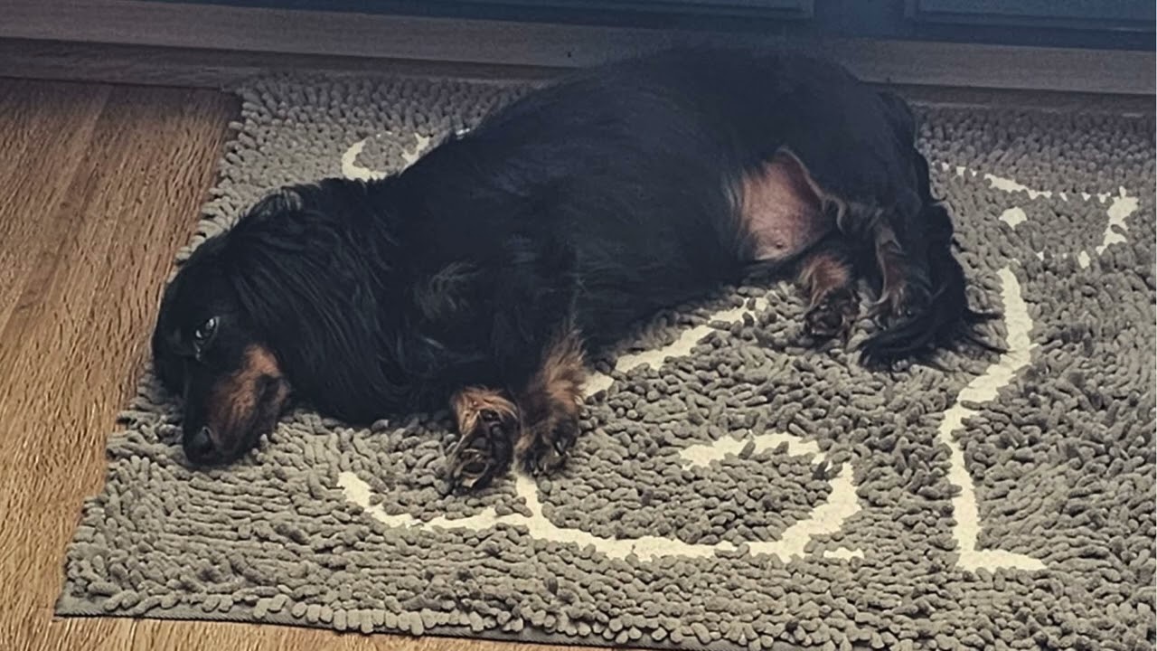 🐾 Relax With Major | Cozy Quiet Time for Calm, Happy Dogs