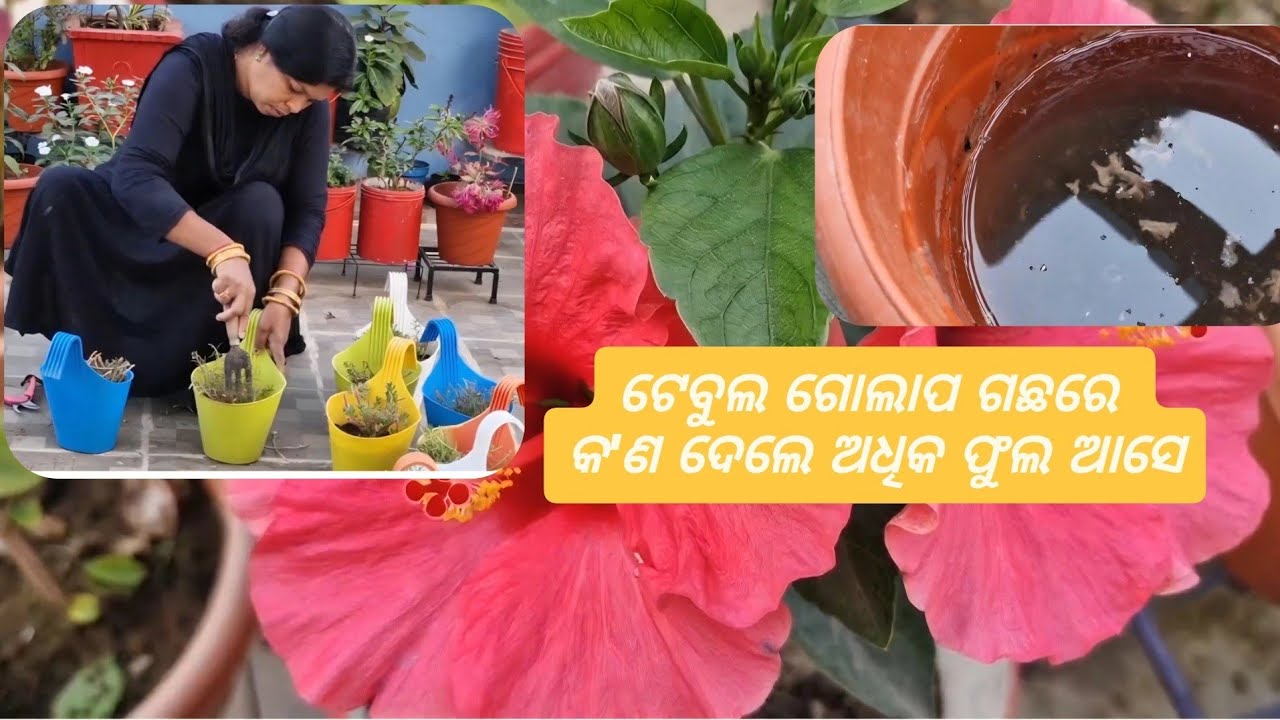 ଟେବୁଲଗୋଲାପMossrosePlant Care I How to grow PortulacaPlant from cutting I पोर्टुलाकाप्लांट कैसे लगाये