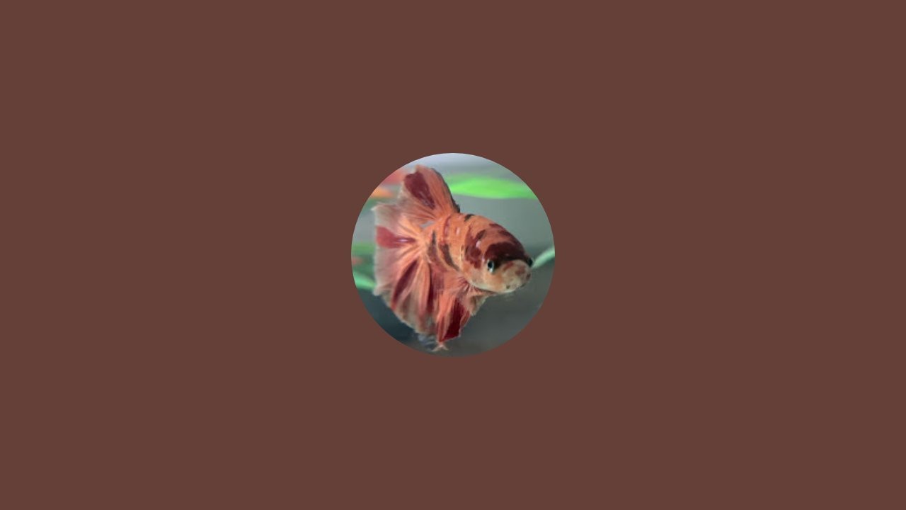 3.8.26 Blessed Sunday 5:17PM bettas