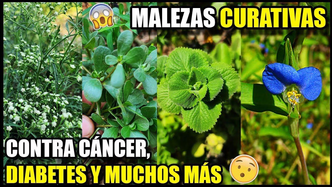 Plantas MEDICINALES y CURATIVAS consideradas malezas. Reinvindicando Hierbas Silvestres. elzaceta