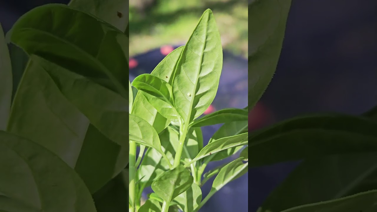 First Monarch Live Stock of the Year! Update on Caterpillar Kits from DFW Butterfly Release