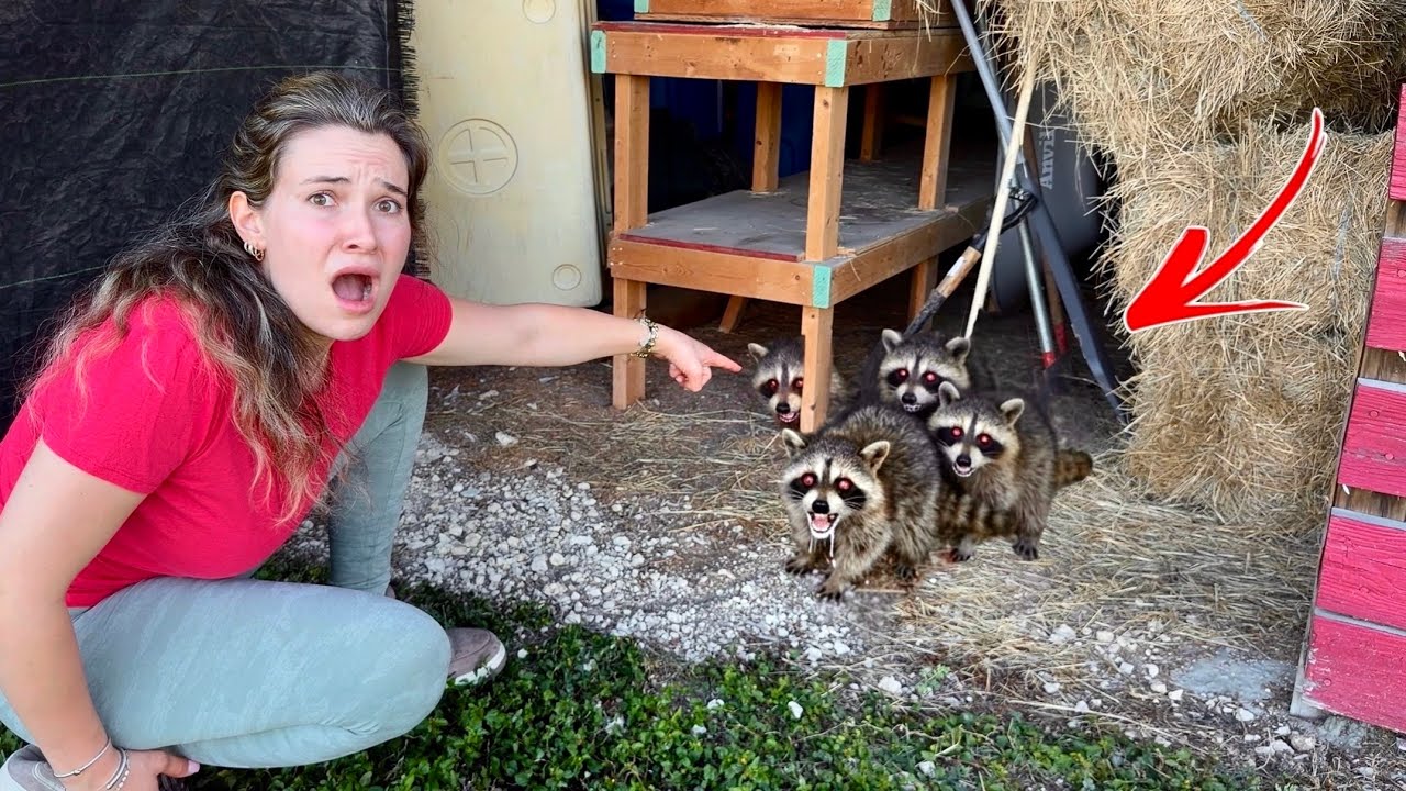 Что же жило в сарае моей сестры?! Мы его поймали в ловушку!