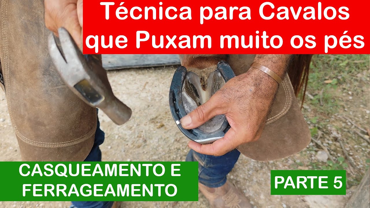 Cavalo puxando o pé na ferragem? Veja essa técnica simples que resolve!
