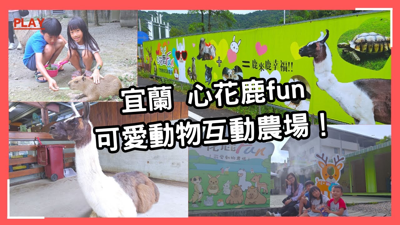 [宜蘭 親子 旅遊] 心花鹿Fun農場｜最佳親子動物互動天堂，草泥馬｜梅花鹿｜水豚君｜狐獴 親子景點介紹~ 親子互動/景點介紹/遊戲挑戰