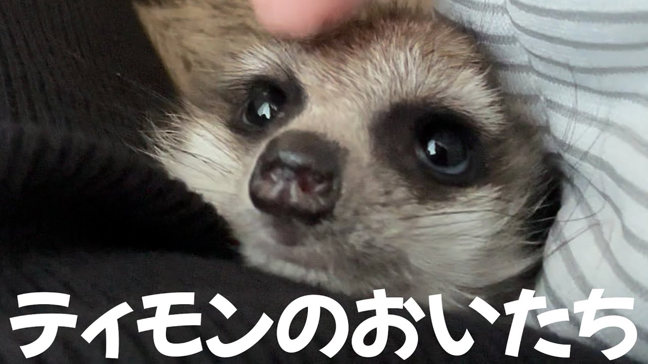 16】ミーアキャットのお迎えから5ヶ月間の記録