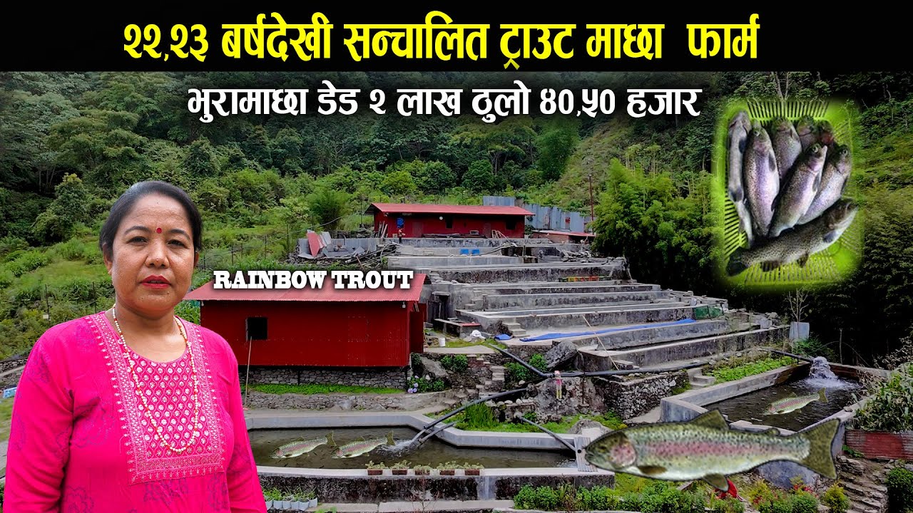 २२,२३ बर्षदेखी सन्चालित ट्राउट फार्म,भुरामाछा डेड २लाख ठुलो ४०,५० हजार - Trout fish farming in Nepal