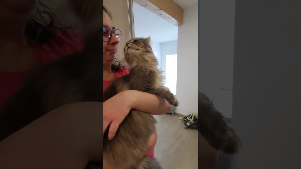 Chats en vacances - La vidéo du jour : 17/02/2026