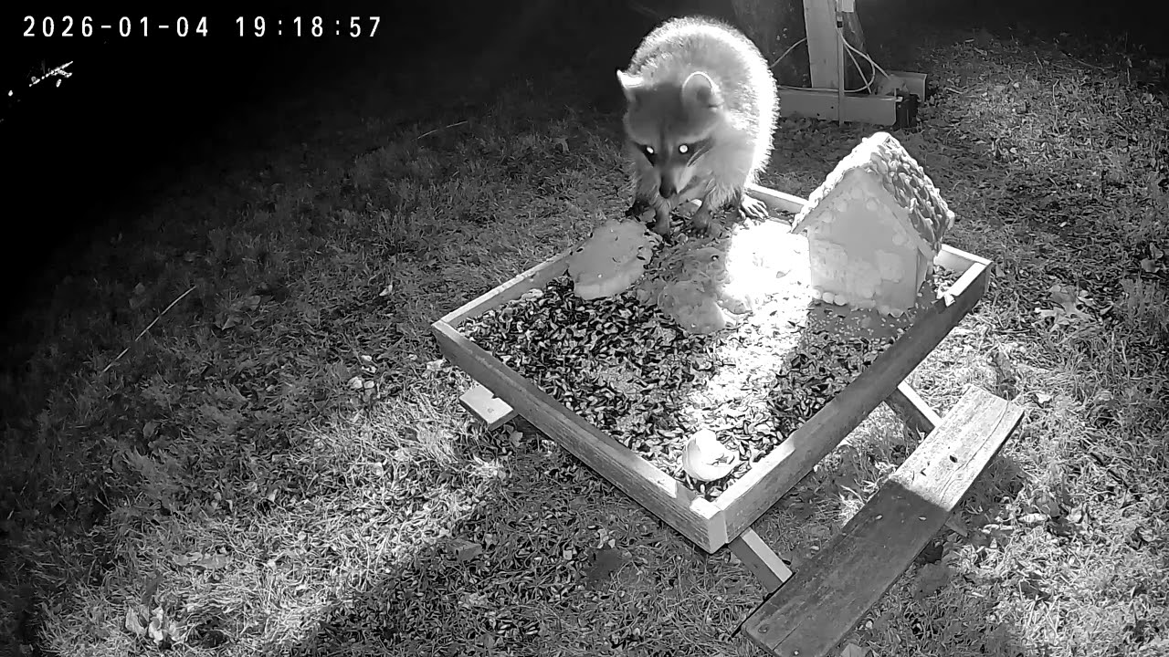 Raccoons, Opossum and a Fox Eating a Gingerbread House and Spaghetti